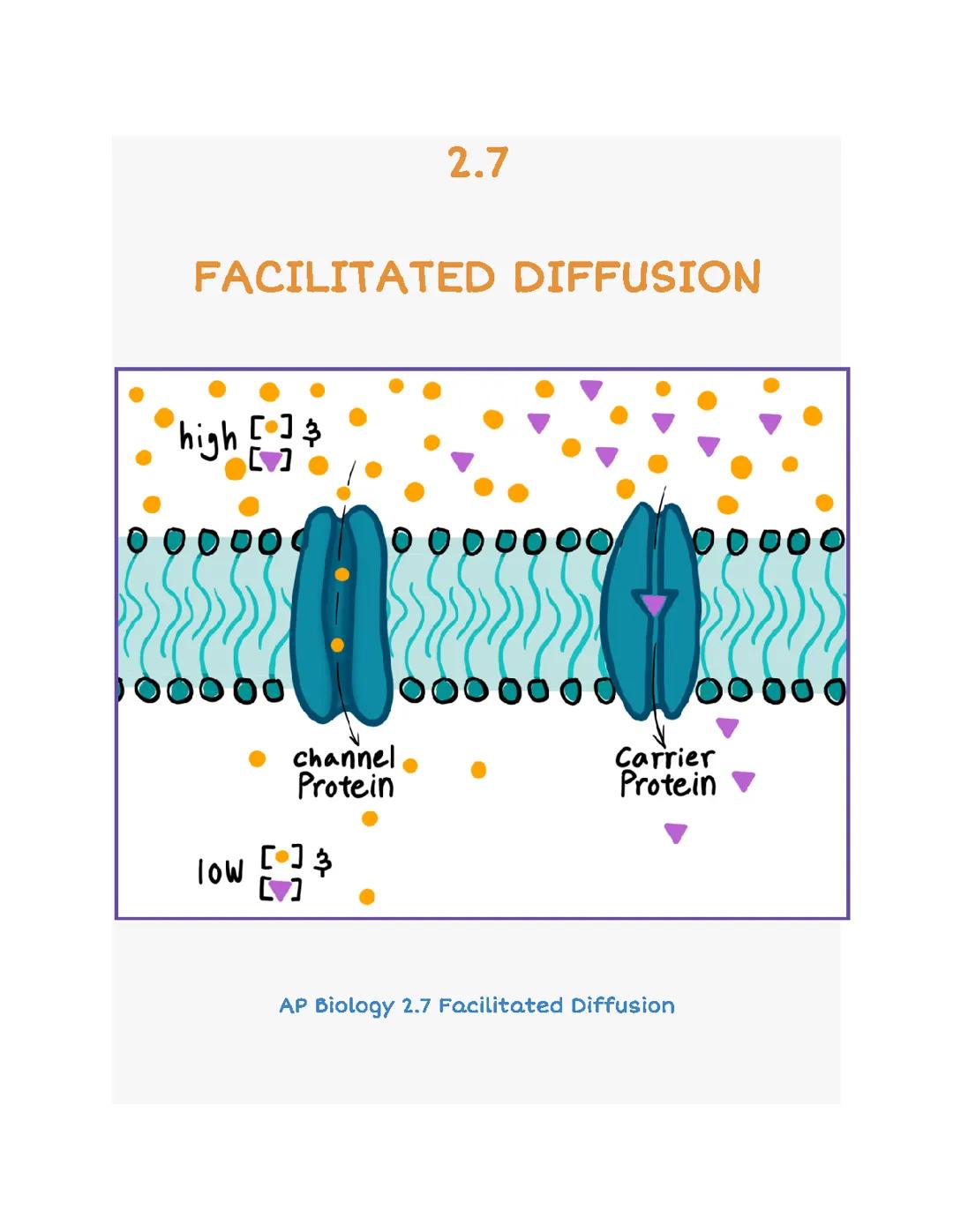 How Cell Doors Work: A Simple Guide to Transport Proteins and Diffusion