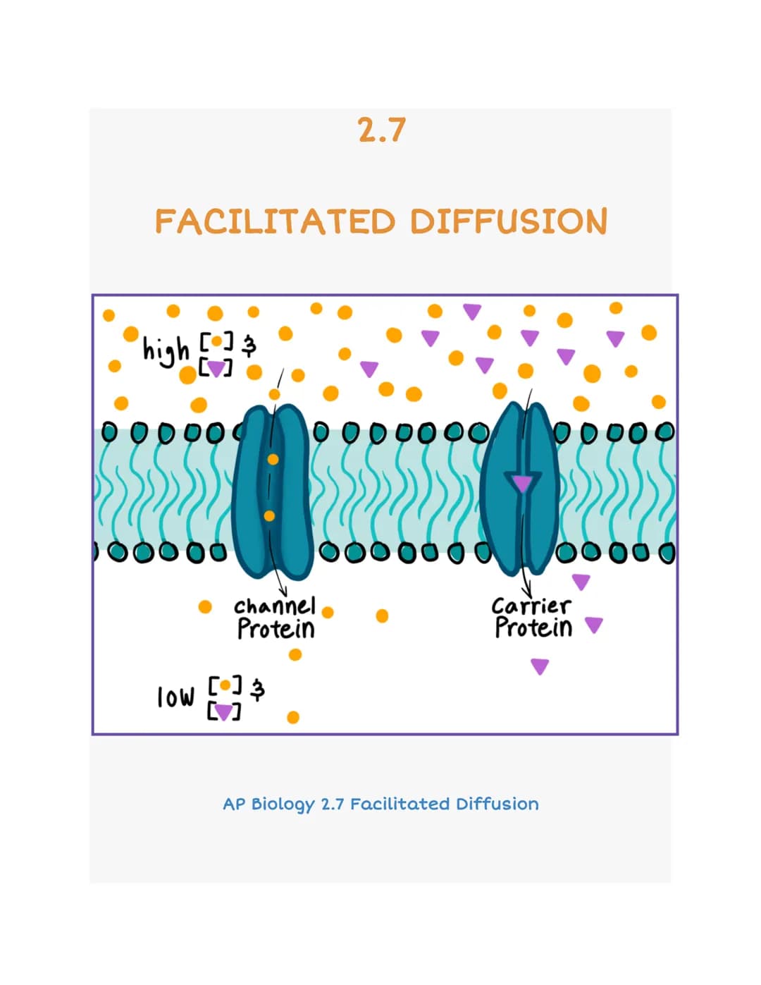 FACILITATED DIFFUSION
high [3
000
channel
Protein
2.7
low [] 3
0000000 00000
Carrier
Protein
AP Biology 2.7 Facilitated Diffusion I. Introdu