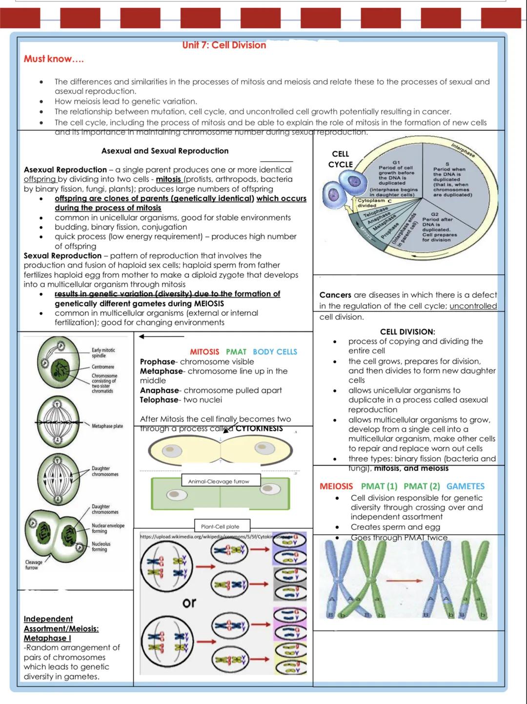 Unit 7: Cell Division

Must know....

*   The differences and similarities in the processes of mitosis and meiosis and relate these to the p