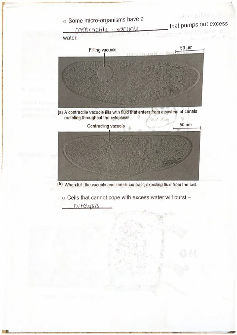 Biology I
Discovery of the Cell
Unit 3 Cell Structure, Function, and Transport
Robert Hooke
microscope and discovered
The cl
the processes o