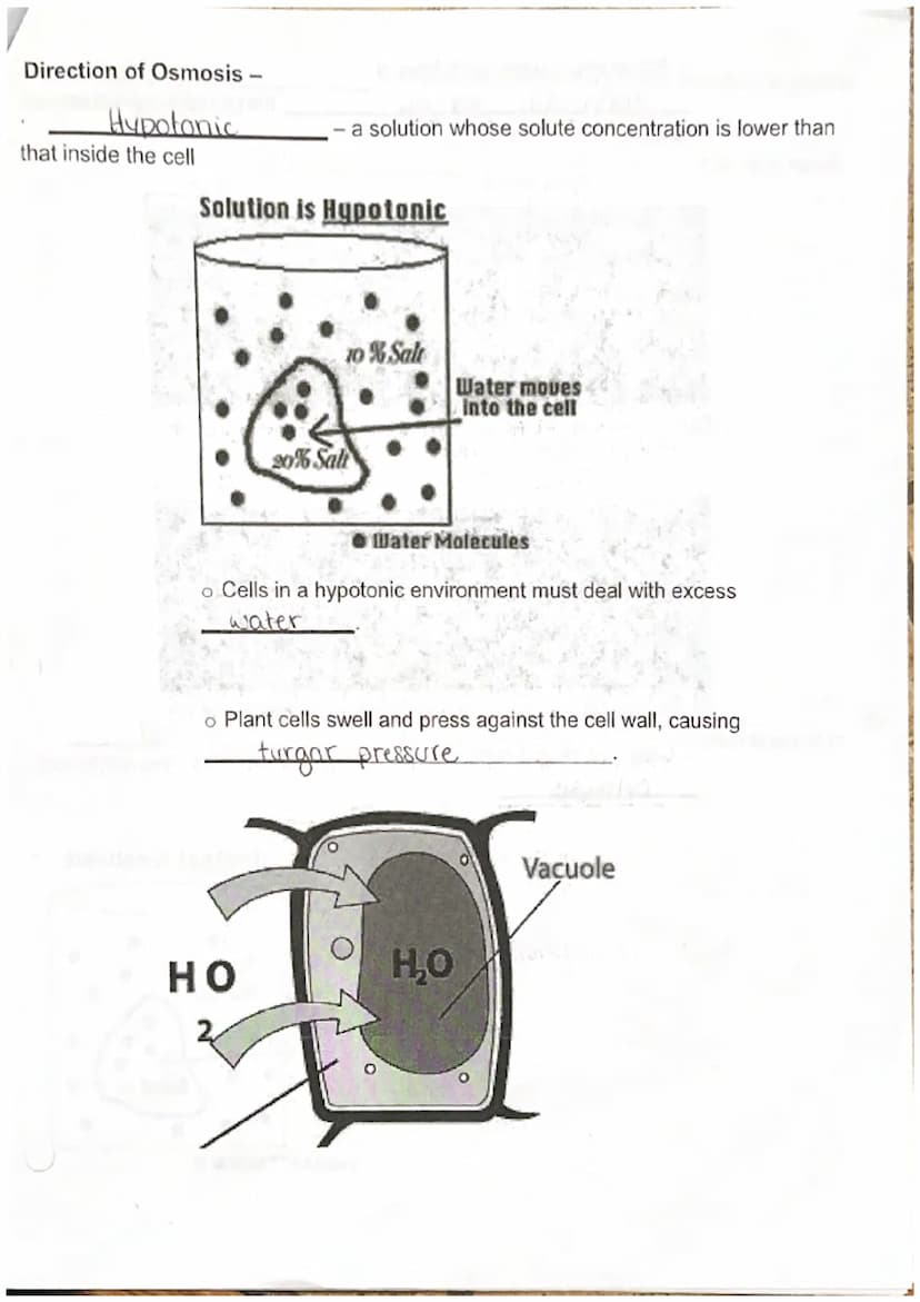 Biology I
Discovery of the Cell
Unit 3 Cell Structure, Function, and Transport
Robert Hooke
microscope and discovered
The cl
the processes o