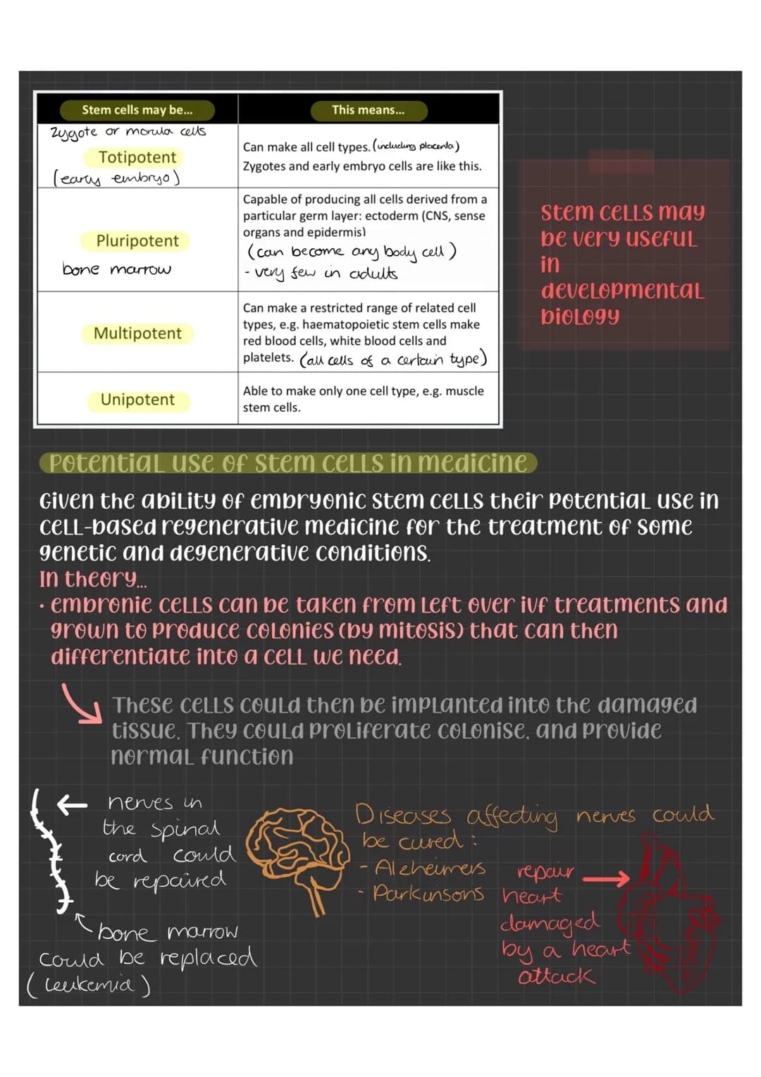 Specialised CELLS
CELLS become specialised by differentiation - the
number of organelles can change, the shape, and
CELLULar contents differ
