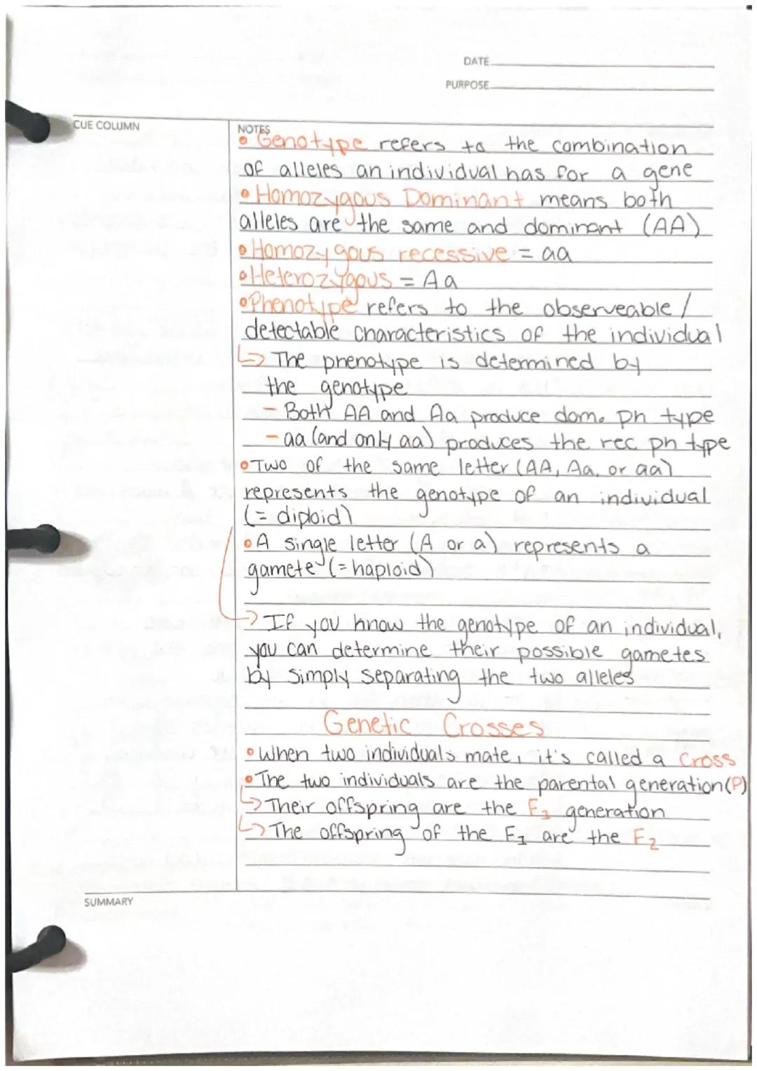 Ch 8
CUE COLUMN
Homologous
Chromosomes
Ga
Rr
11
SUMMARY
Laws of Inhen lance
the
• Genes are heritable units of info. Encoded
by the DNA and 