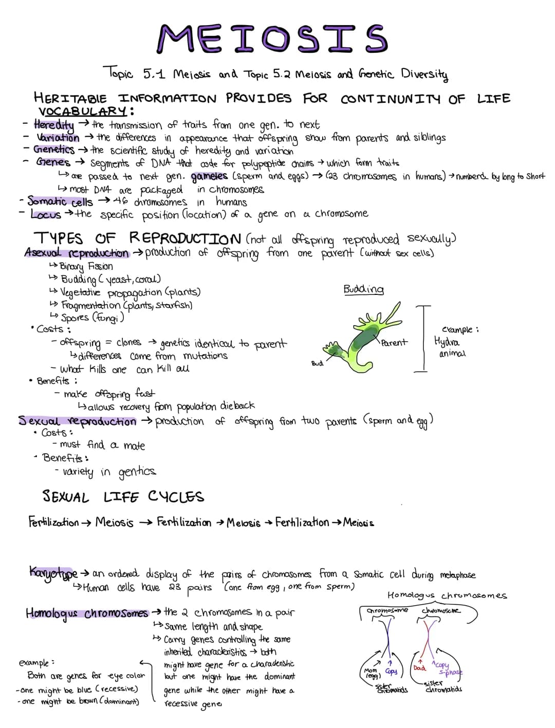 MEIOSIS
Topic 5.1 Mejosis and Topic 5.2 Meiosis and Genetic Diversity
HERITABLE INFORMATION PROVIDES FOR CONTINUNITY OF LIFE
VOCABULARY:
Her