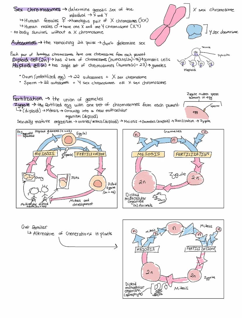 MEIOSIS
Topic 5.1 Mejosis and Topic 5.2 Meiosis and Genetic Diversity
HERITABLE INFORMATION PROVIDES FOR CONTINUNITY OF LIFE
VOCABULARY:
Her