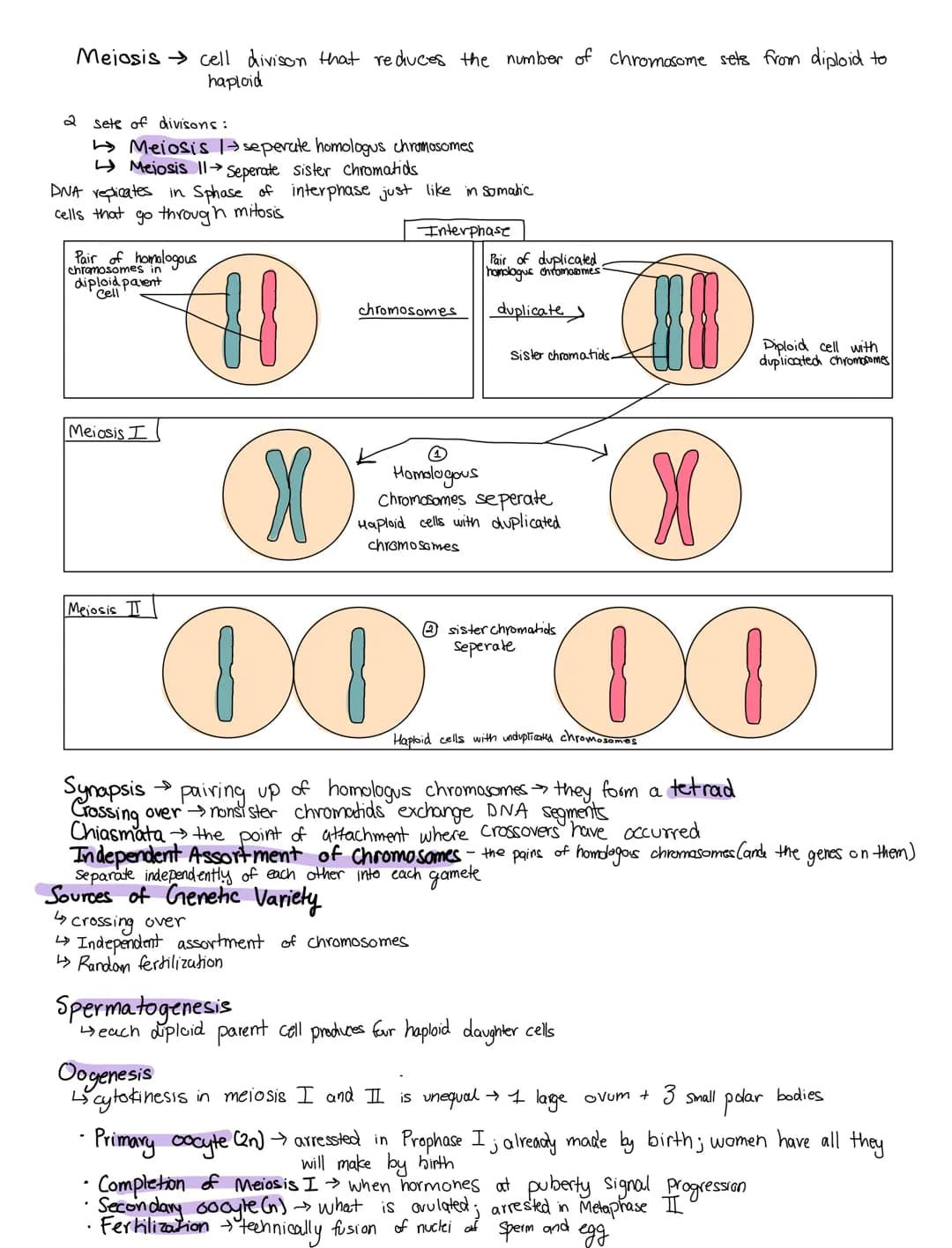MEIOSIS
Topic 5.1 Mejosis and Topic 5.2 Meiosis and Genetic Diversity
HERITABLE INFORMATION PROVIDES FOR CONTINUNITY OF LIFE
VOCABULARY:
Her
