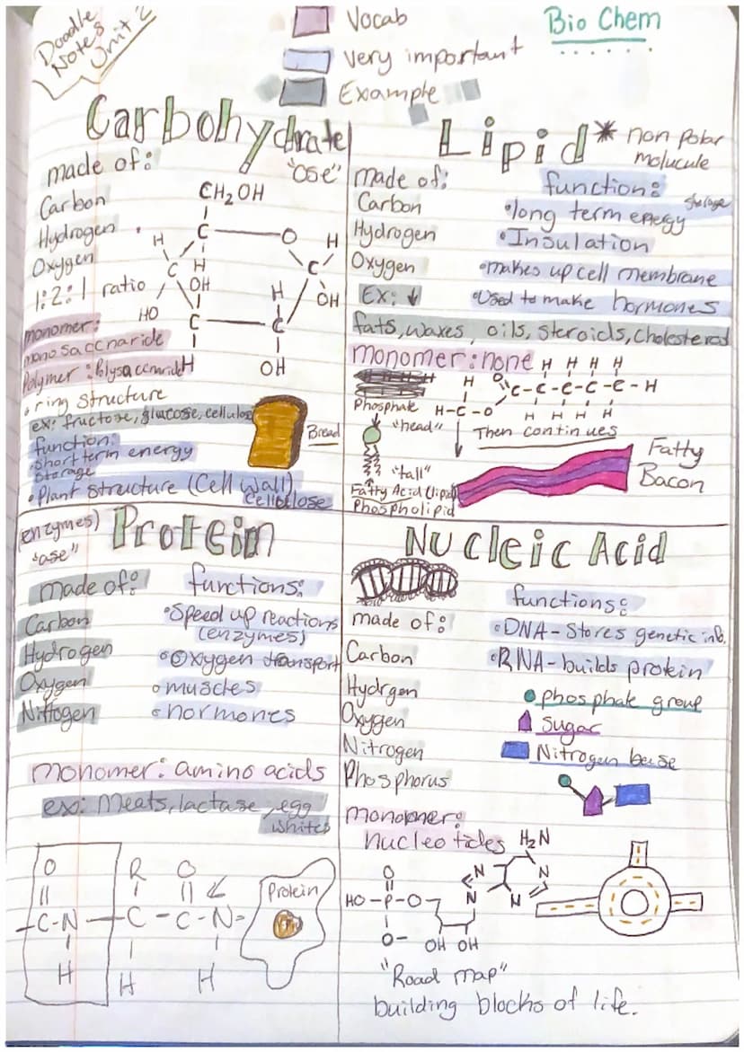 Vocab
Very important
Example
all living things: Chemistry: based on atoms's their interactions
• atomic number CHONA
-Symbol
Doodle
Unit 2
N
