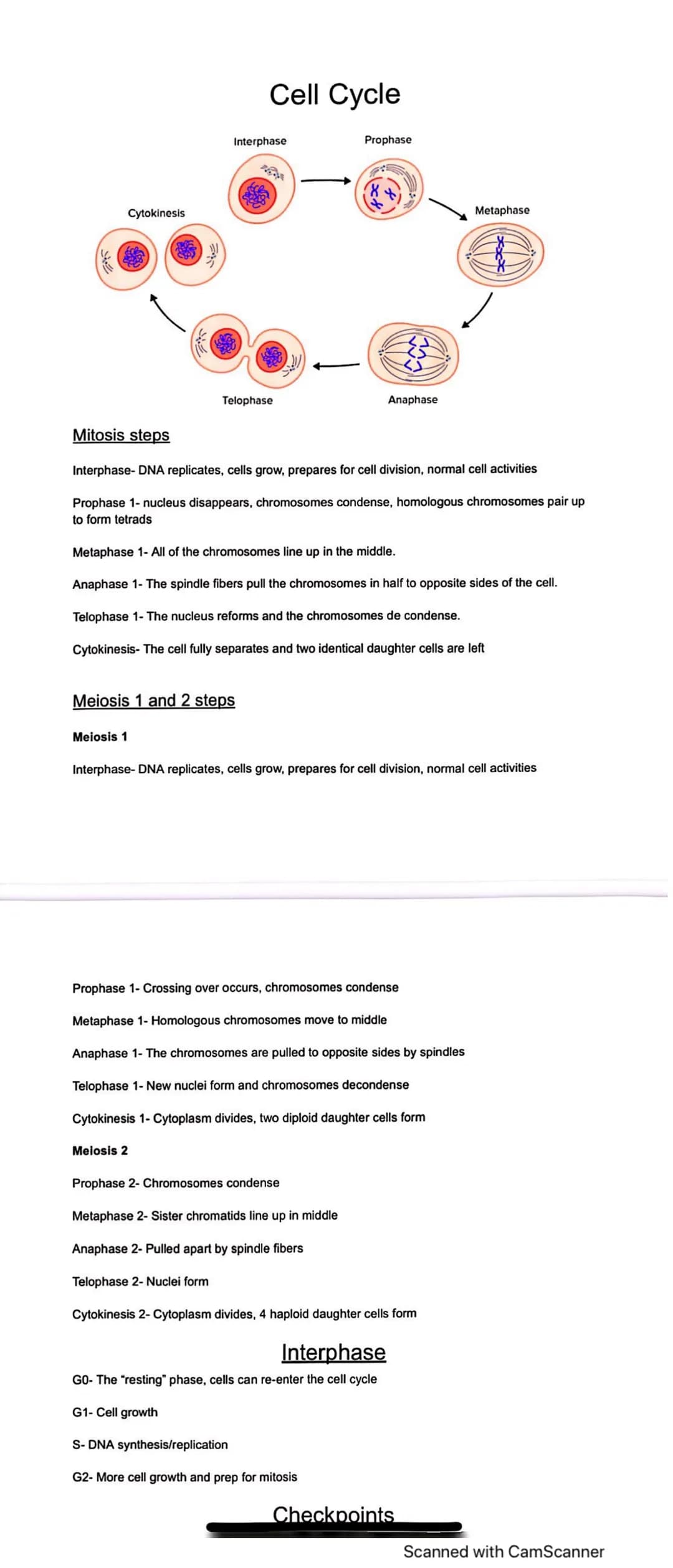Mitosis steps
Cytokinesis
Meiosis 1
Cell Cycle
Interphase
Telophase
Meiosis 1 and 2 steps
Meiosis 2
Prophase
F
Interphase-DNA replicates, ce