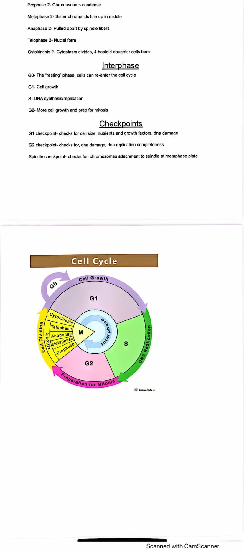 Mitosis steps
Cytokinesis
Meiosis 1
Cell Cycle
Interphase
Telophase
Meiosis 1 and 2 steps
Meiosis 2
Prophase
F
Interphase-DNA replicates, ce