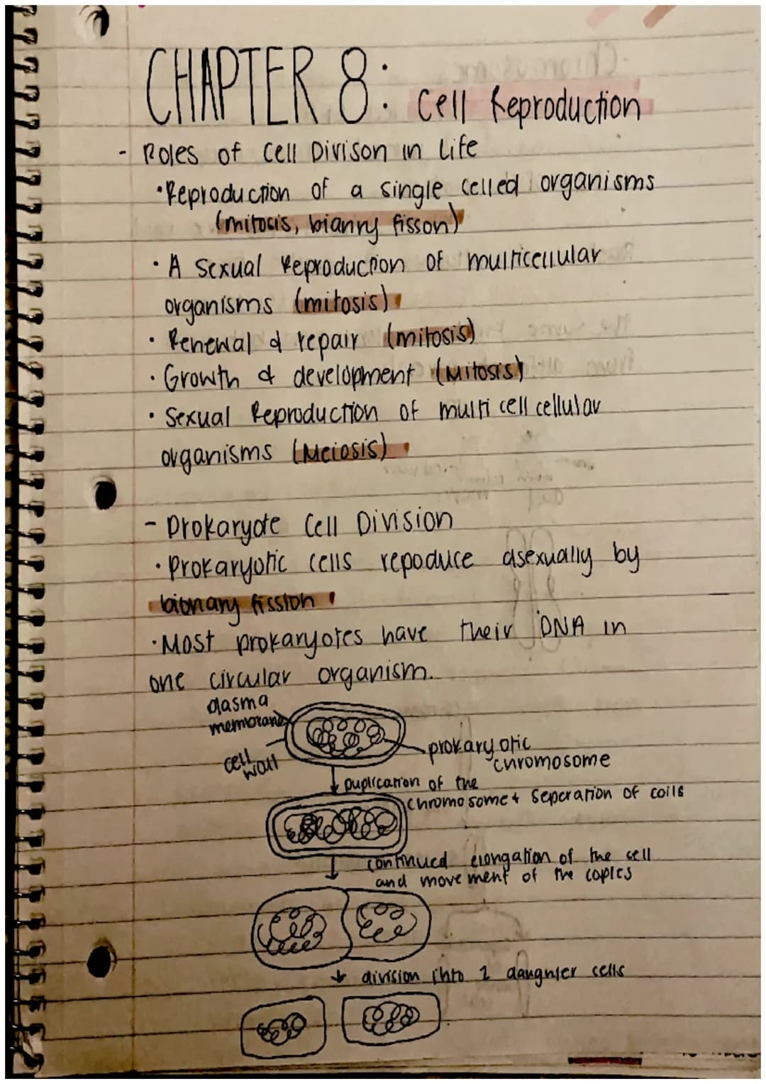 CHAPTER 8: Cell Reproduction
Roles of Cell Divison in Life
• Reproduction of a single celled organisms.
(mitosis, bianry fisson)
• A Sexual 