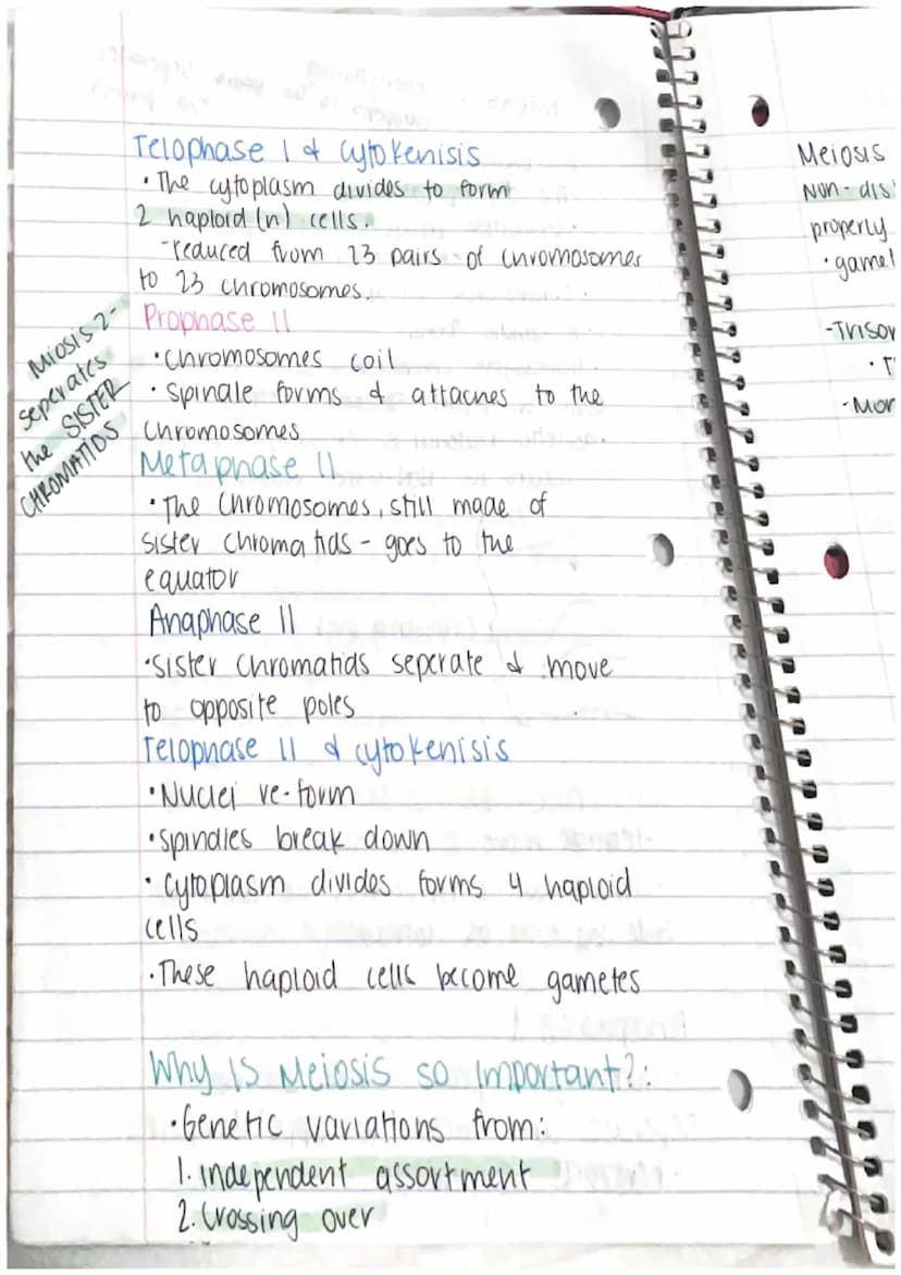 CHAPTER 8: Cell Reproduction
Roles of Cell Divison in Life
• Reproduction of a single celled organisms.
(mitosis, bianry fisson)
• A Sexual 