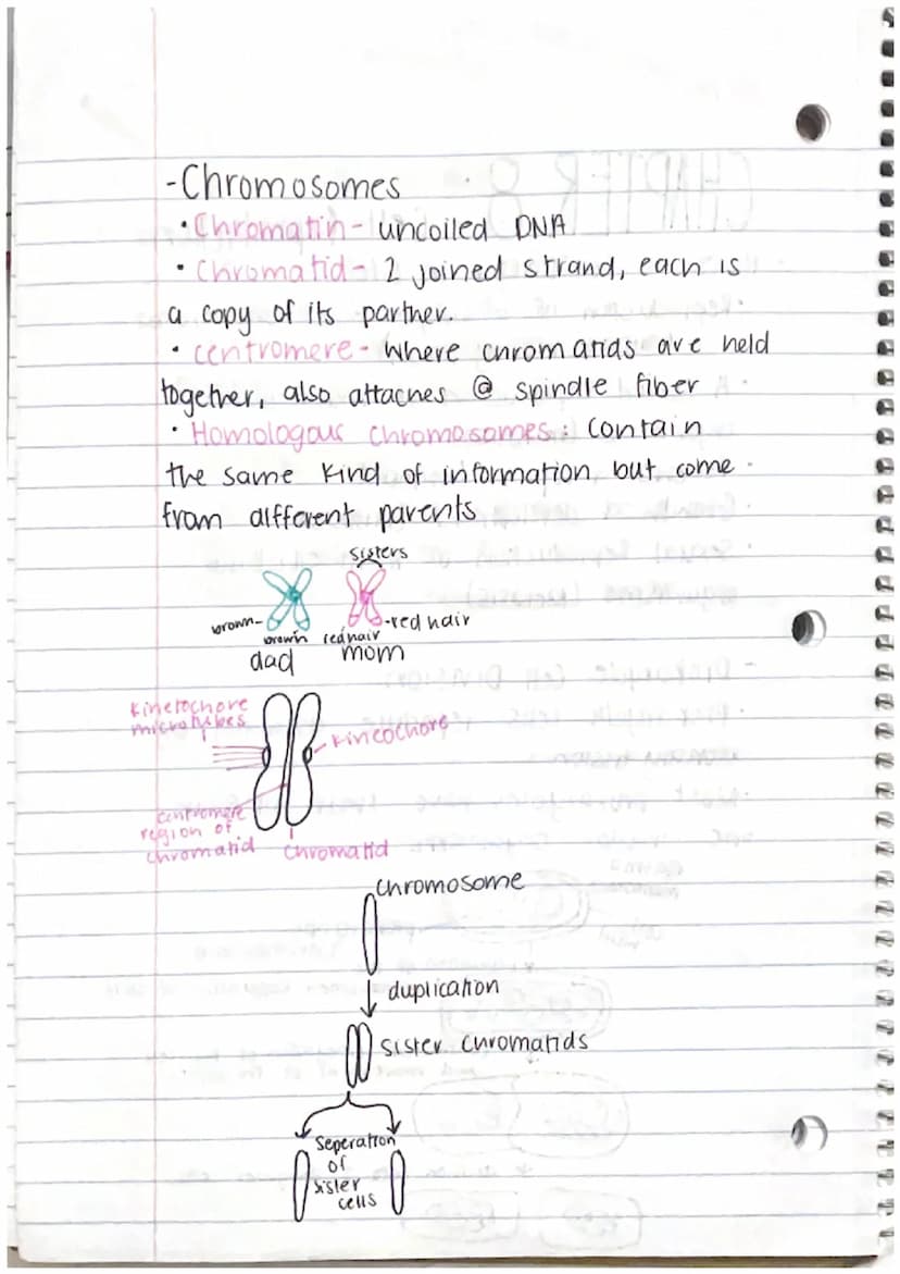 CHAPTER 8: Cell Reproduction
Roles of Cell Divison in Life
• Reproduction of a single celled organisms.
(mitosis, bianry fisson)
• A Sexual 