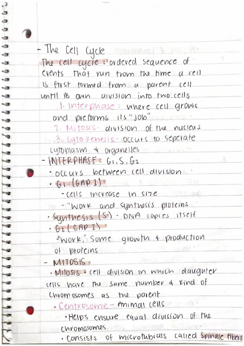 CHAPTER 8: Cell Reproduction
Roles of Cell Divison in Life
• Reproduction of a single celled organisms.
(mitosis, bianry fisson)
• A Sexual 