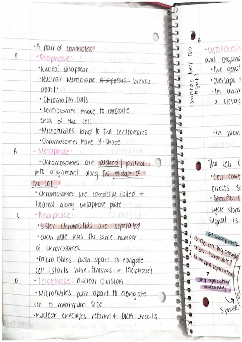 CHAPTER 8: Cell Reproduction
Roles of Cell Divison in Life
• Reproduction of a single celled organisms.
(mitosis, bianry fisson)
• A Sexual 