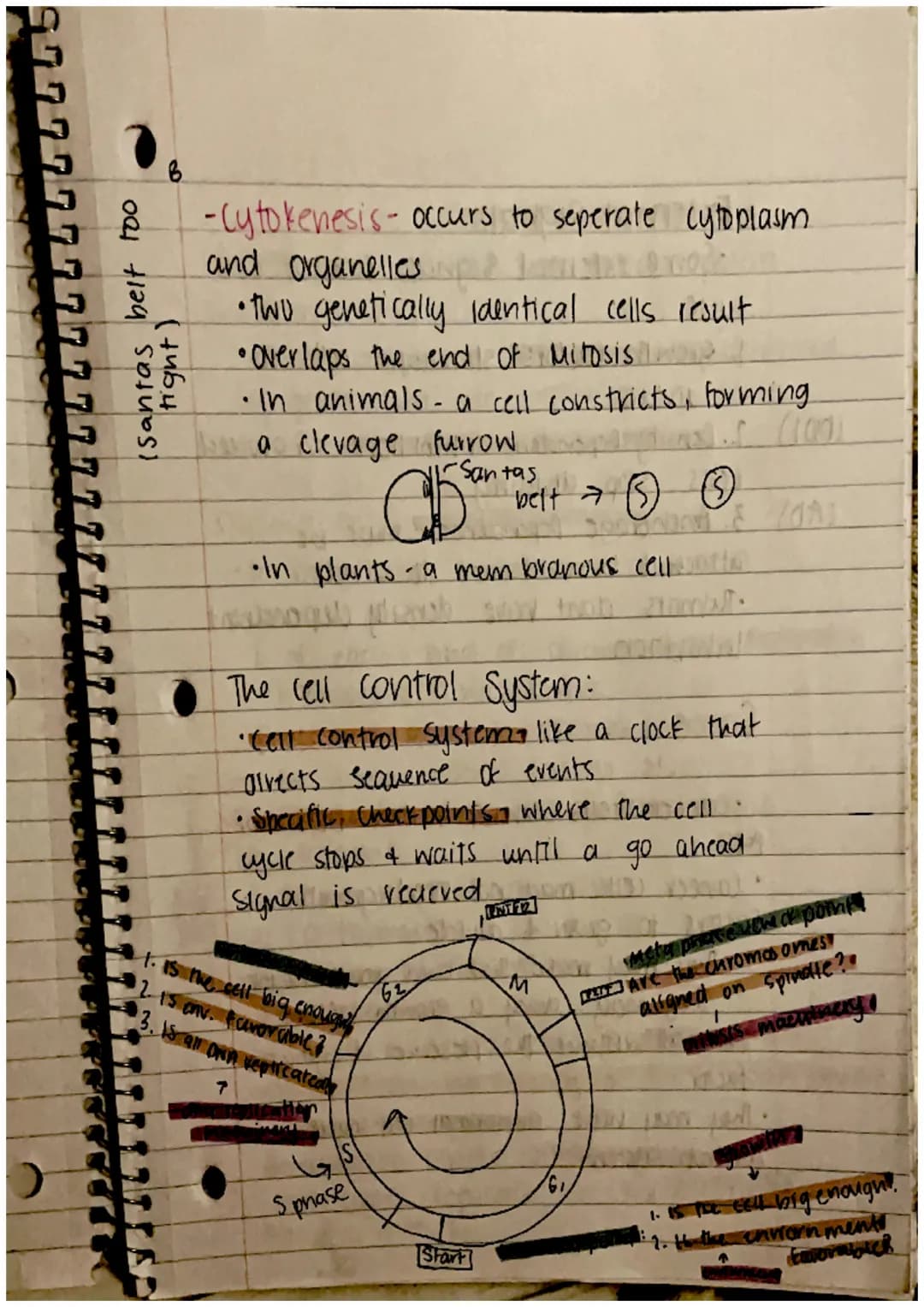 CHAPTER 8: Cell Reproduction
Roles of Cell Divison in Life
• Reproduction of a single celled organisms.
(mitosis, bianry fisson)
• A Sexual 
