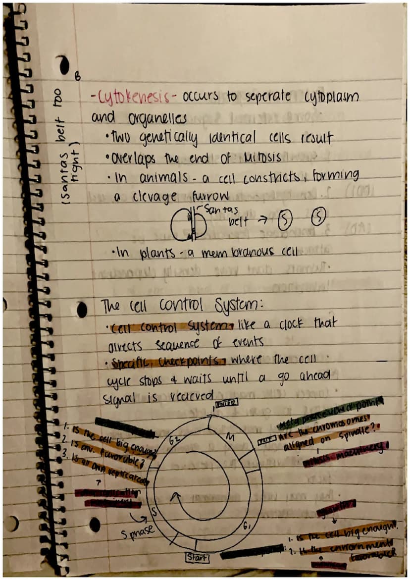 CHAPTER 8: Cell Reproduction
Roles of Cell Divison in Life
• Reproduction of a single celled organisms.
(mitosis, bianry fisson)
• A Sexual 
