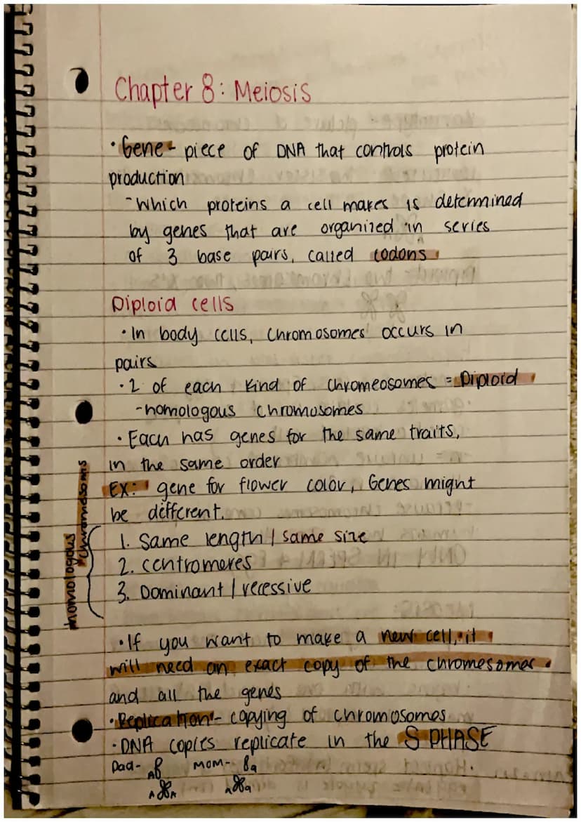 CHAPTER 8: Cell Reproduction
Roles of Cell Divison in Life
• Reproduction of a single celled organisms.
(mitosis, bianry fisson)
• A Sexual 