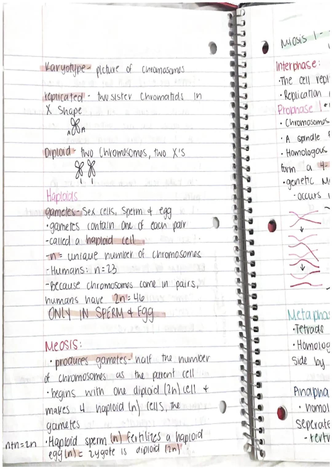 CHAPTER 8: Cell Reproduction
Roles of Cell Divison in Life
• Reproduction of a single celled organisms.
(mitosis, bianry fisson)
• A Sexual 