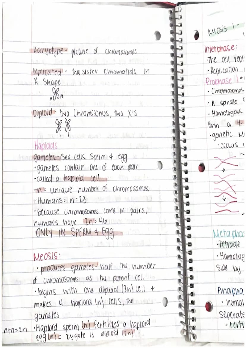 CHAPTER 8: Cell Reproduction
Roles of Cell Divison in Life
• Reproduction of a single celled organisms.
(mitosis, bianry fisson)
• A Sexual 