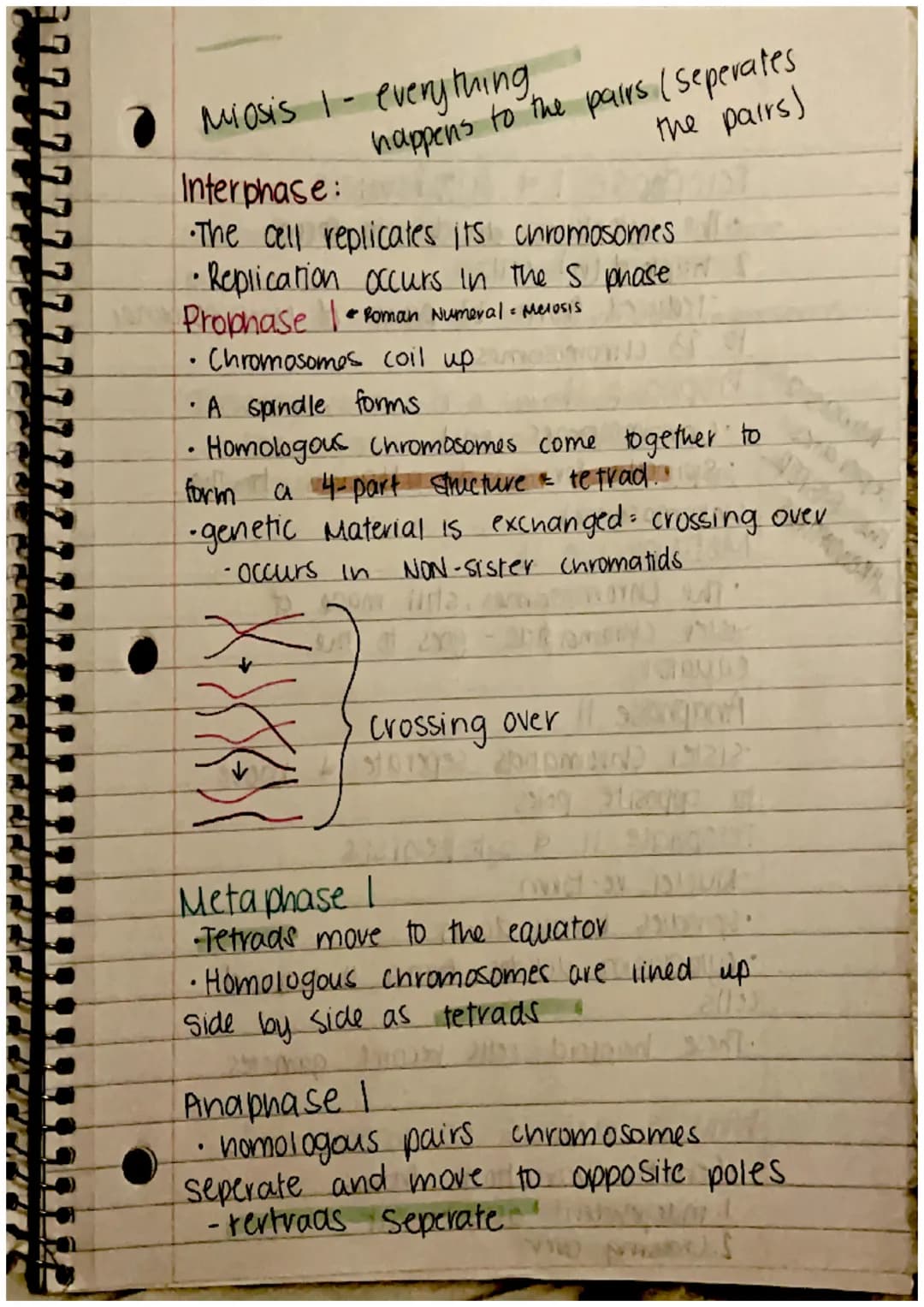 CHAPTER 8: Cell Reproduction
Roles of Cell Divison in Life
• Reproduction of a single celled organisms.
(mitosis, bianry fisson)
• A Sexual 