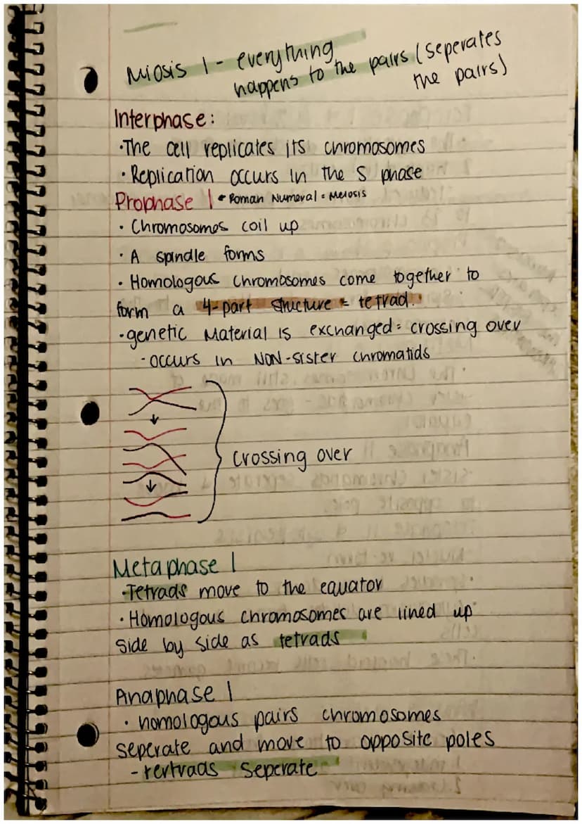 CHAPTER 8: Cell Reproduction
Roles of Cell Divison in Life
• Reproduction of a single celled organisms.
(mitosis, bianry fisson)
• A Sexual 