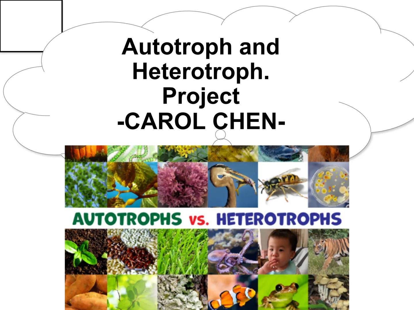 Autotroph and
Heterotroph.
Project
-CAROL CHEN-
AUTOTROPHS vs. HETEROTROPHS ●
How does photosynthesis happen?
Photosynthesis: with light and