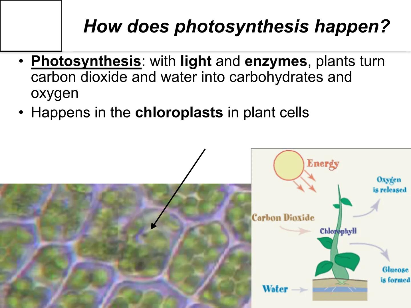 Autotroph and
Heterotroph.
Project
-CAROL CHEN-
AUTOTROPHS vs. HETEROTROPHS ●
How does photosynthesis happen?
Photosynthesis: with light and