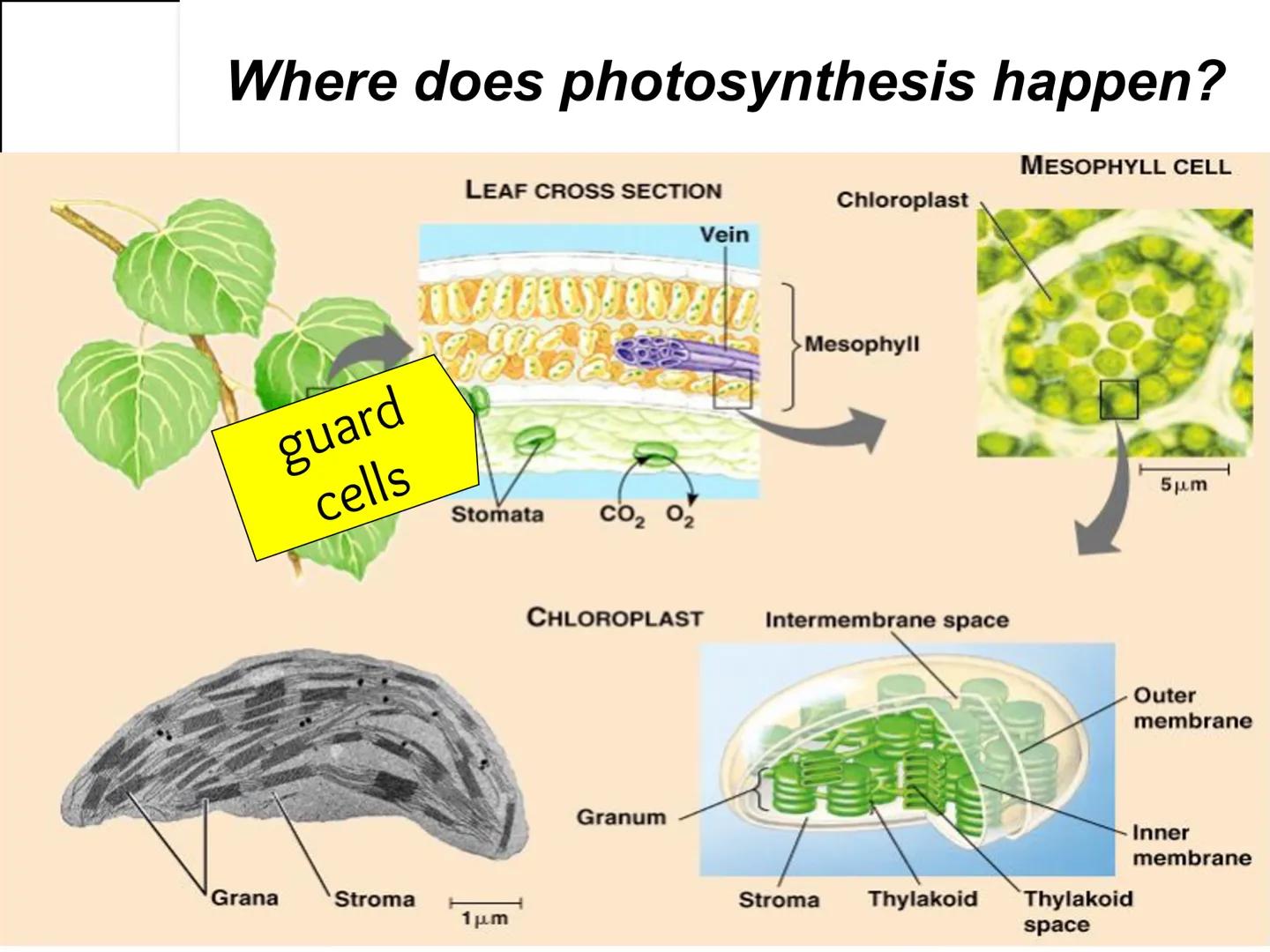 Autotroph and
Heterotroph.
Project
-CAROL CHEN-
AUTOTROPHS vs. HETEROTROPHS ●
How does photosynthesis happen?
Photosynthesis: with light and