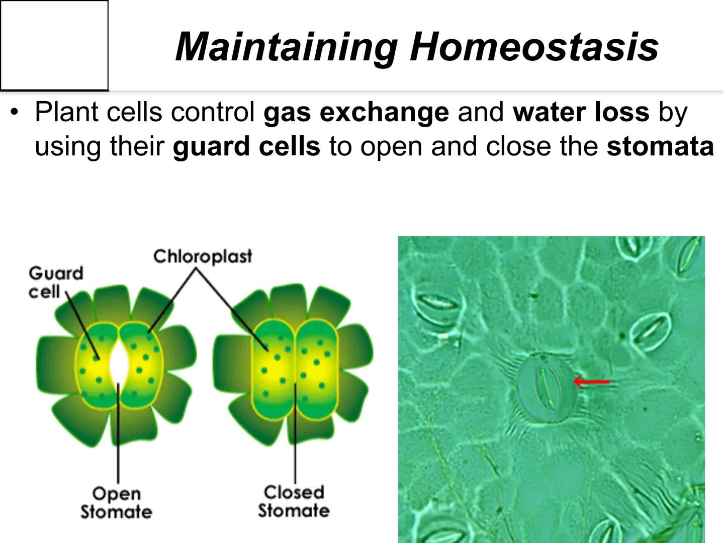 Autotroph and
Heterotroph.
Project
-CAROL CHEN-
AUTOTROPHS vs. HETEROTROPHS ●
How does photosynthesis happen?
Photosynthesis: with light and