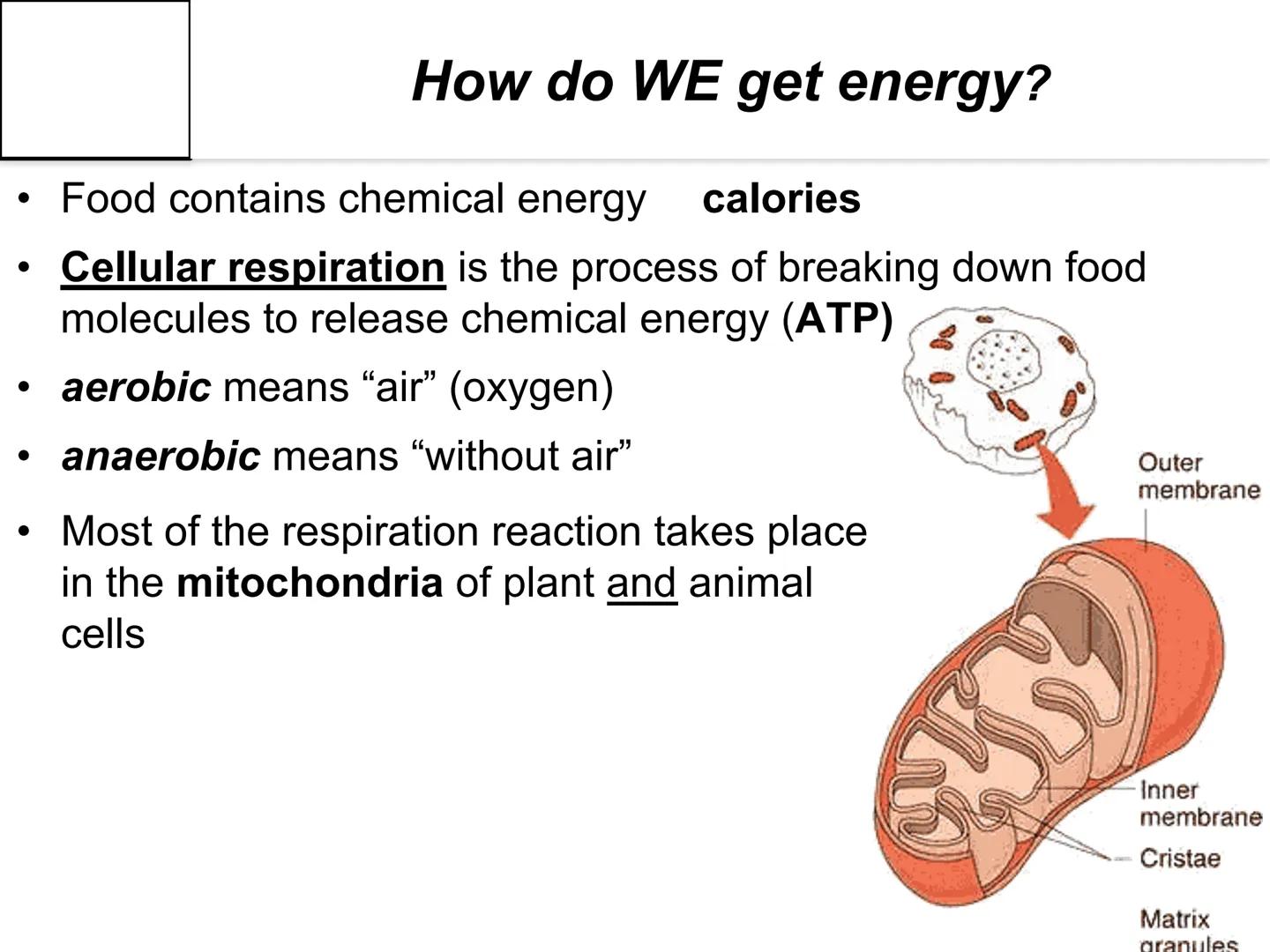 Autotroph and
Heterotroph.
Project
-CAROL CHEN-
AUTOTROPHS vs. HETEROTROPHS ●
How does photosynthesis happen?
Photosynthesis: with light and