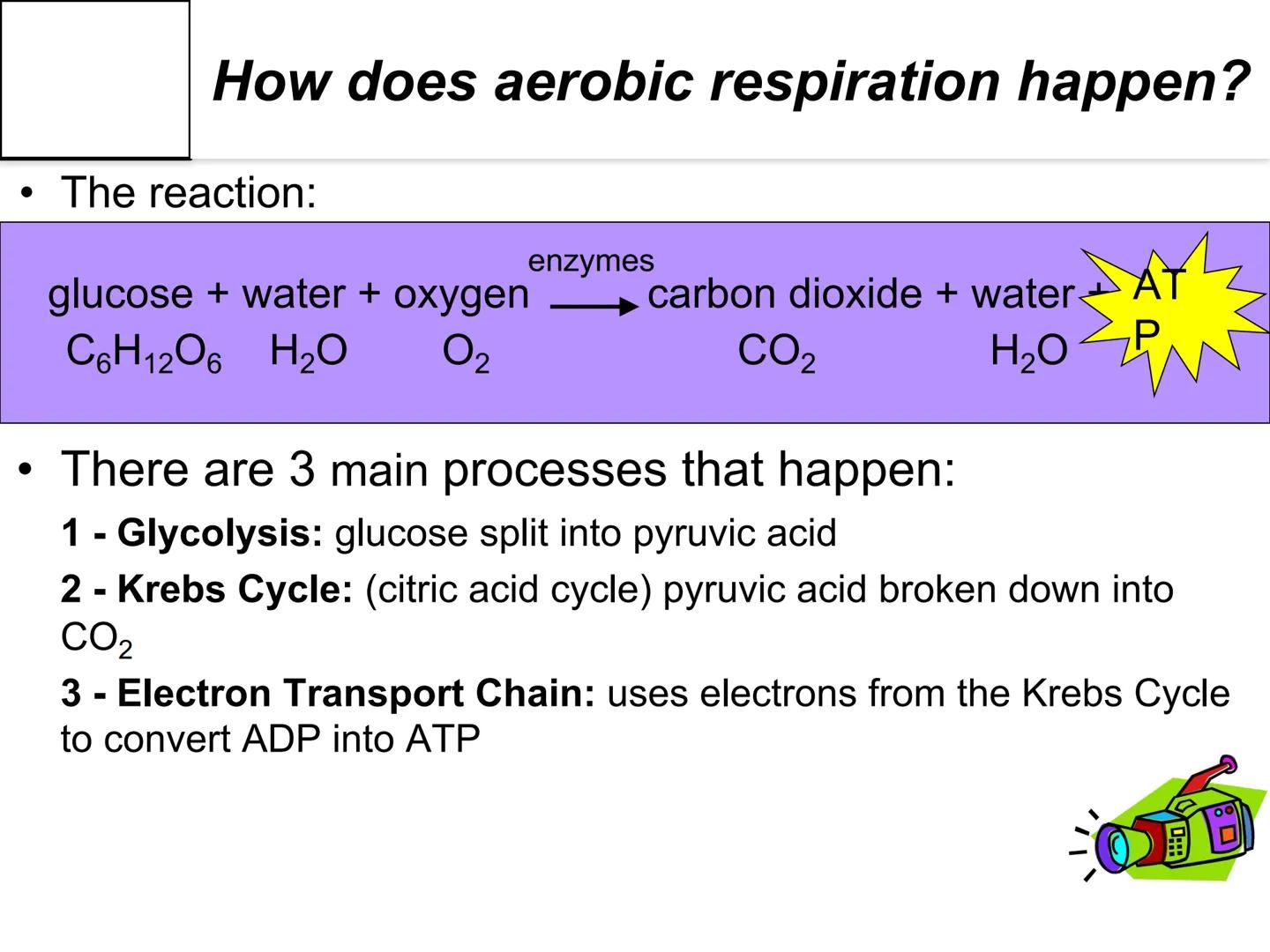 Autotroph and
Heterotroph.
Project
-CAROL CHEN-
AUTOTROPHS vs. HETEROTROPHS ●
How does photosynthesis happen?
Photosynthesis: with light and