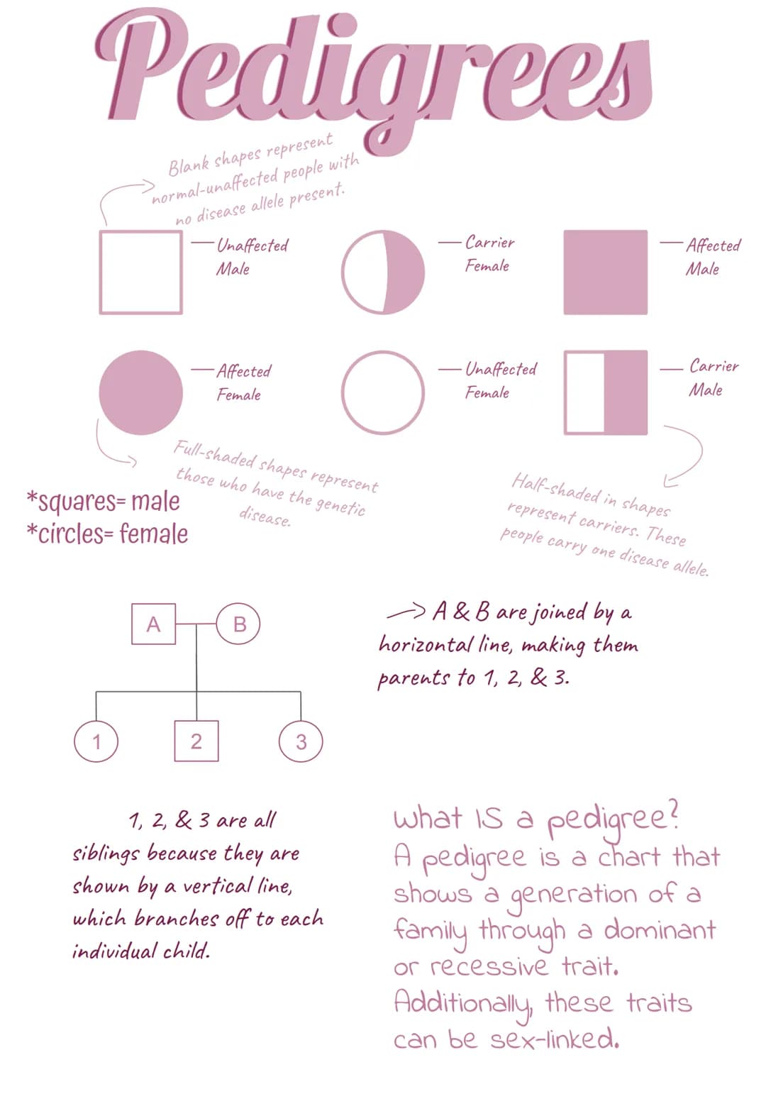 Pedigrees
Blank shapes represent
normal-unaffected people with
no disease allele present.
*squares-male
*circles- female
-Unaffected
Male
- 