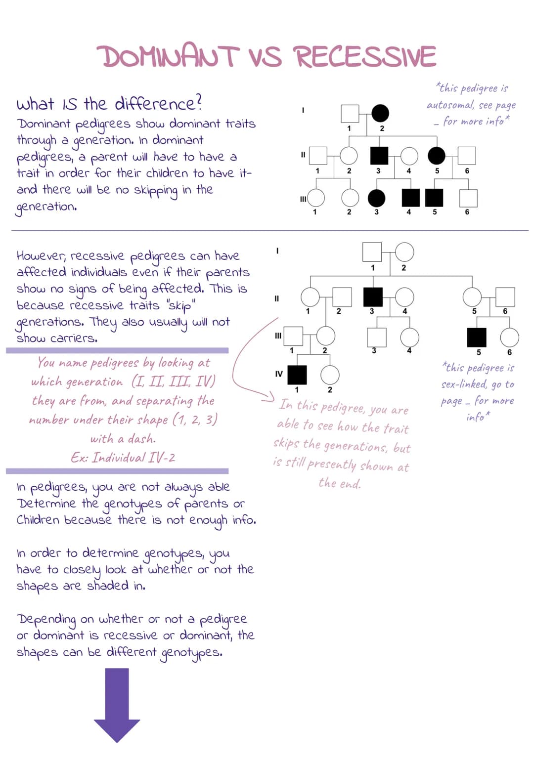 Pedigrees
Blank shapes represent
normal-unaffected people with
no disease allele present.
*squares-male
*circles- female
-Unaffected
Male
- 