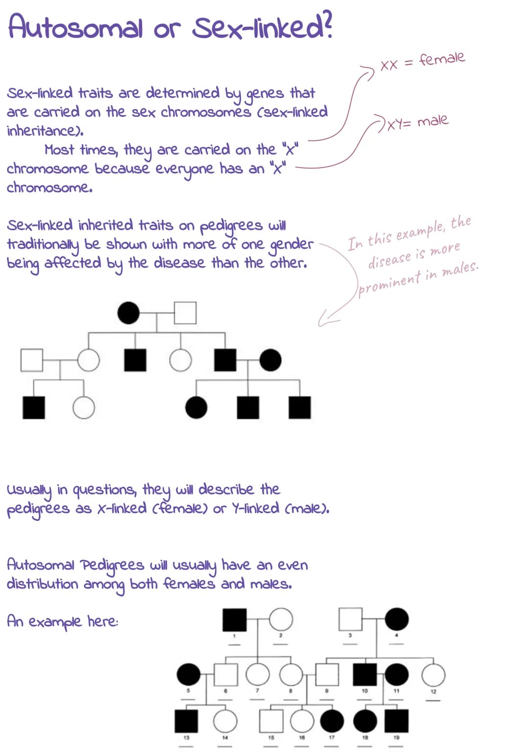 Pedigrees
Blank shapes represent
normal-unaffected people with
no disease allele present.
*squares-male
*circles- female
-Unaffected
Male
- 