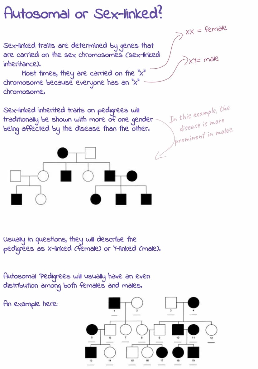 Pedigrees
Blank shapes represent
normal-unaffected people with
no disease allele present.
*squares-male
*circles- female
-Unaffected
Male
- 
