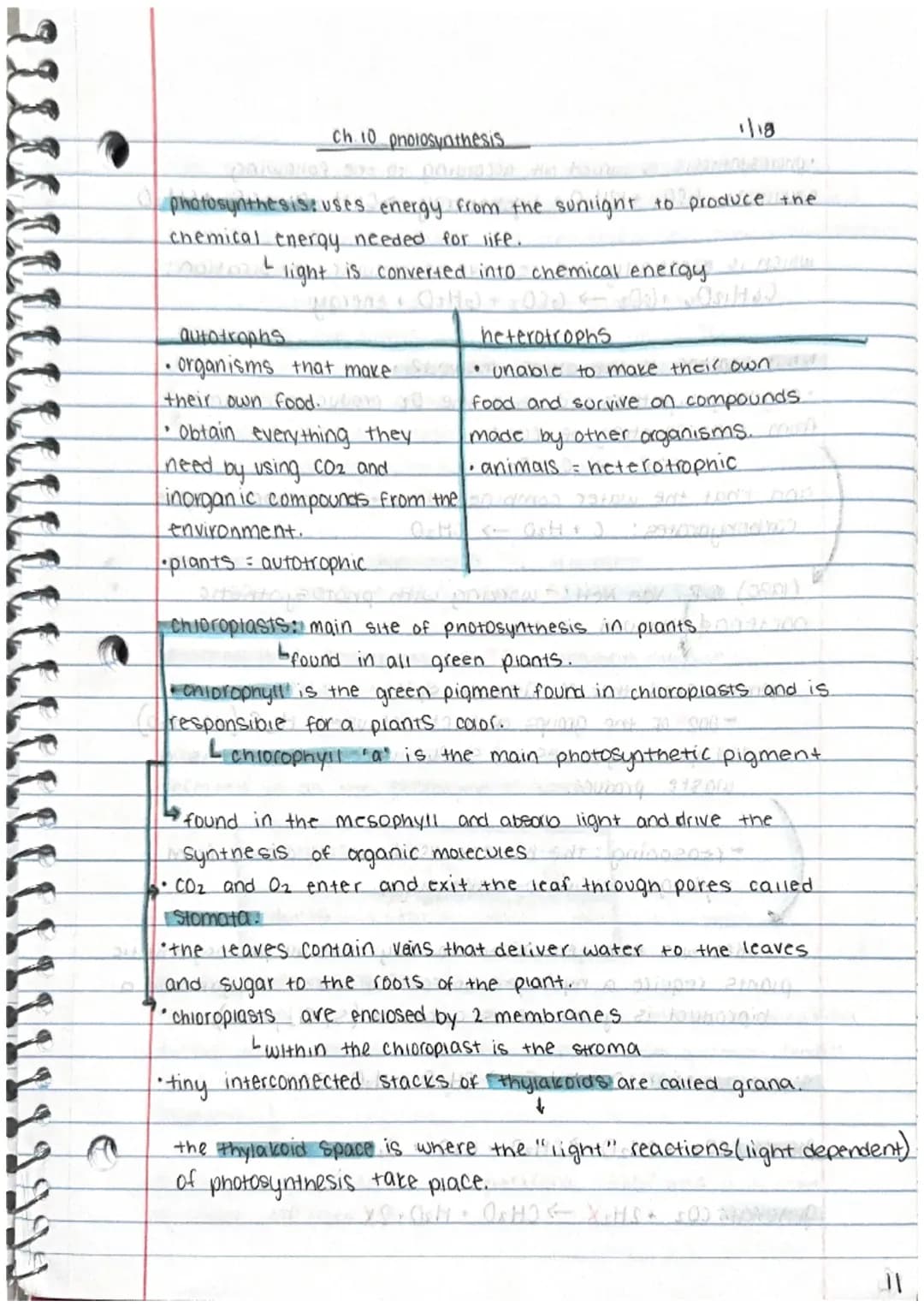 Photosynthesis: Diagram, Equation, and Importance