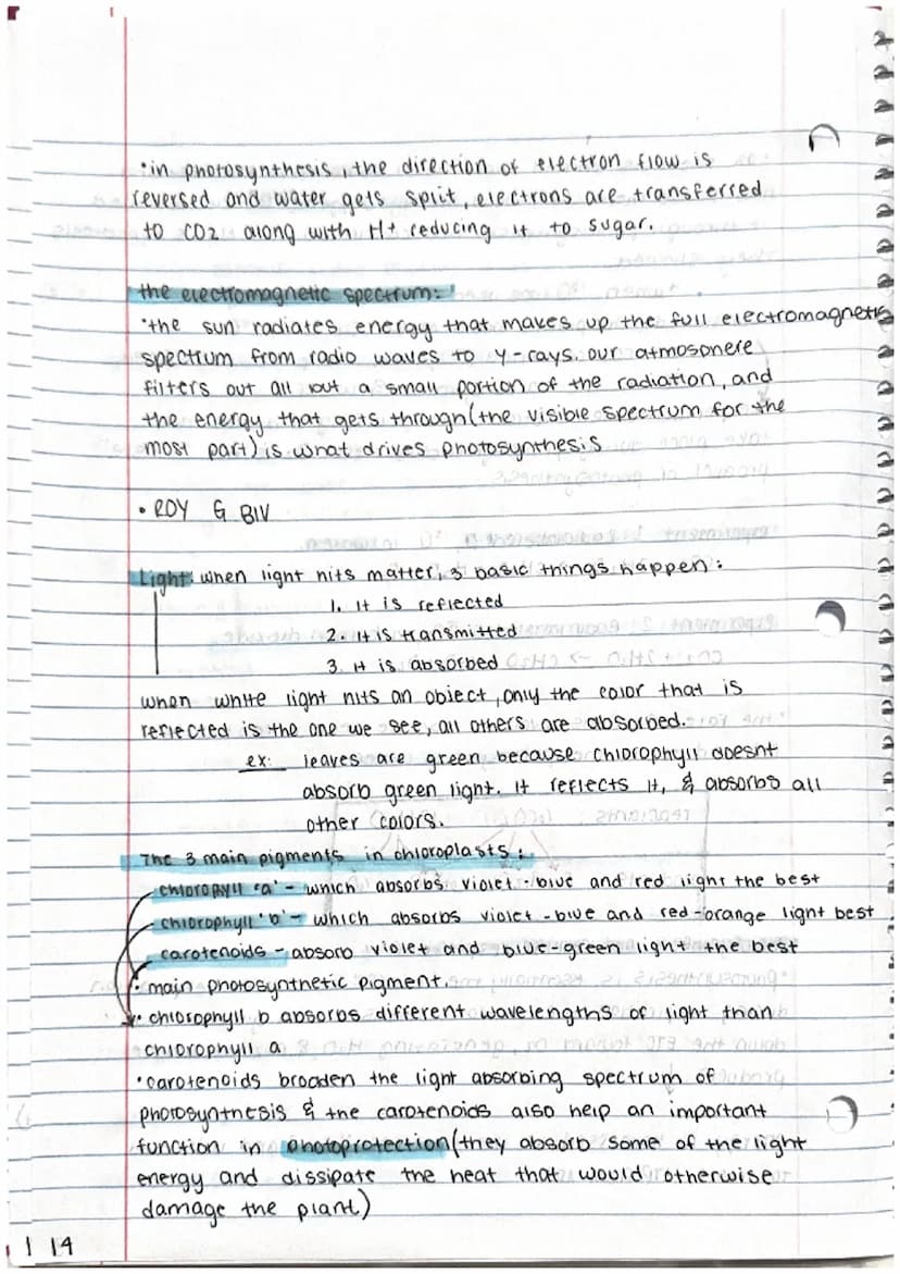 
<p>Photosynthesis is the process by which plants use energy from sunlight to produce the chemical energy needed for life. This process is e