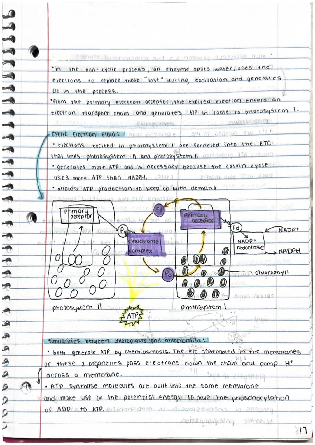 
<p>Photosynthesis is the process by which plants use energy from sunlight to produce the chemical energy needed for life. This process is e