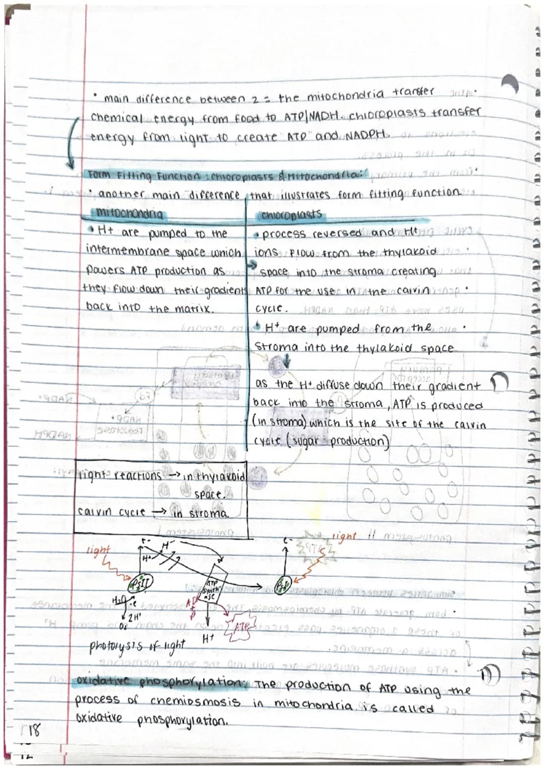 
<p>Photosynthesis is the process by which plants use energy from sunlight to produce the chemical energy needed for life. This process is e