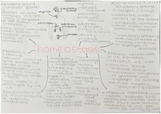 Know gcse biology paper 2 homeostasis, control of blood sugar, diabetes, hormones  thumbnail