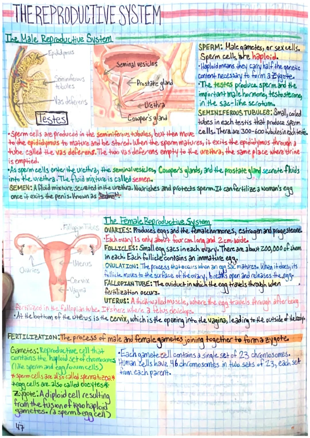 THE REPRODUCTIVE SYSTEM
The Male Reproductive System
-Epididymus
SPERM: Male gametes, or sexcells.
Sperm cells are haploid.
•Haploid means t