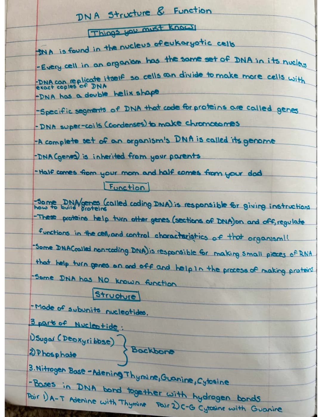 DNA Structure and Function 