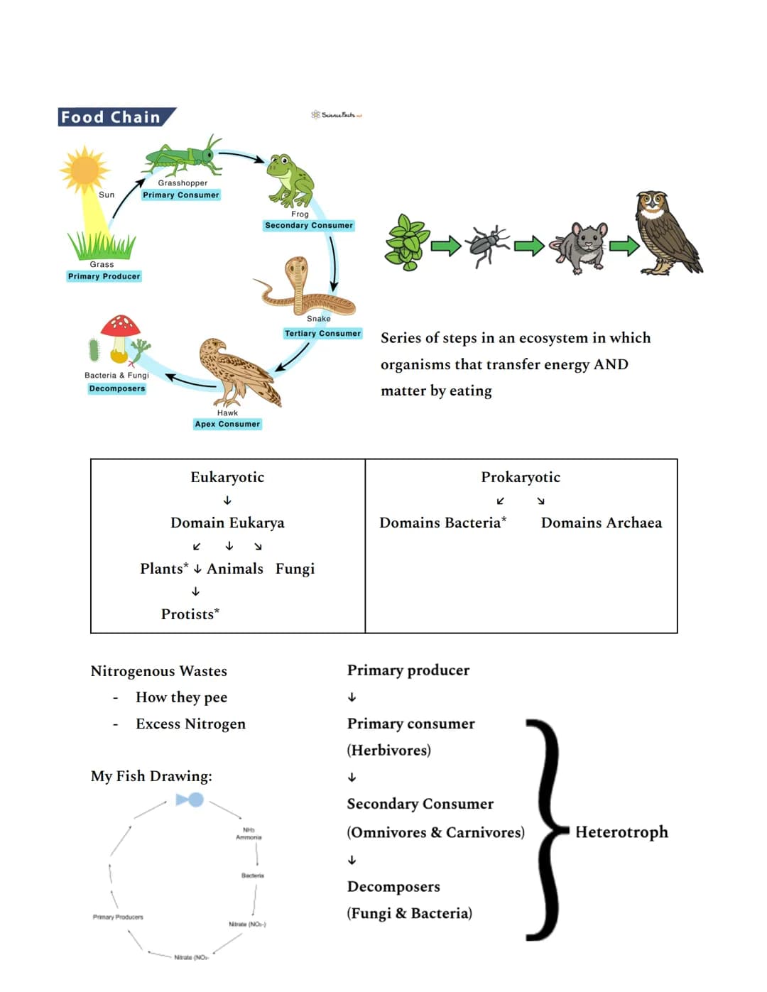 Intro to Unit 1 (Summative test)
All living things have 6 essential elements: CHNOPS
-
Carbon
Hydrogen
Nitrogen
Oxygen
Phosphorous
Sulfur
To