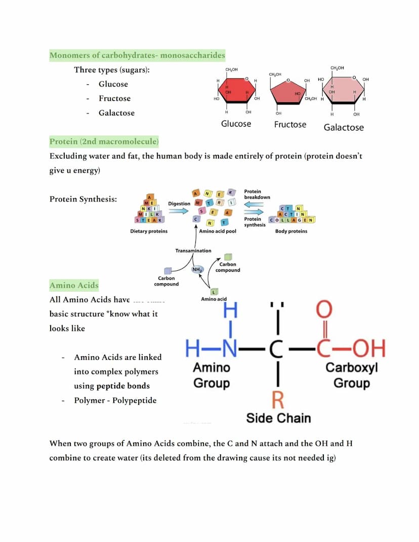 Intro to Unit 1 (Summative test)
All living things have 6 essential elements: CHNOPS
-
Carbon
Hydrogen
Nitrogen
Oxygen
Phosphorous
Sulfur
To
