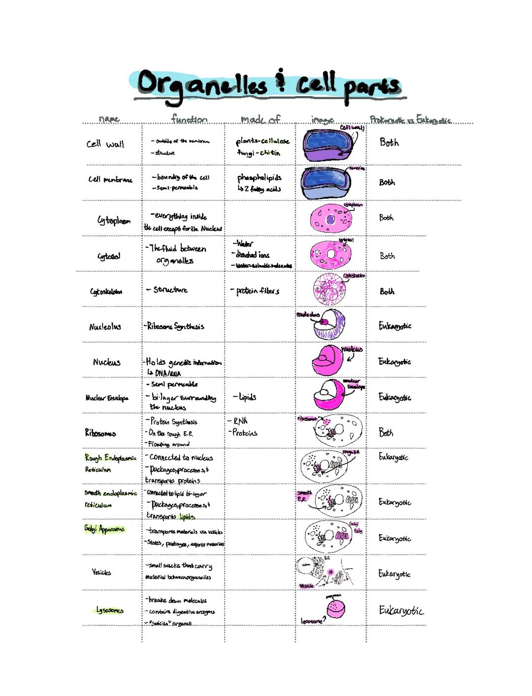 Organelles and Cell Parts