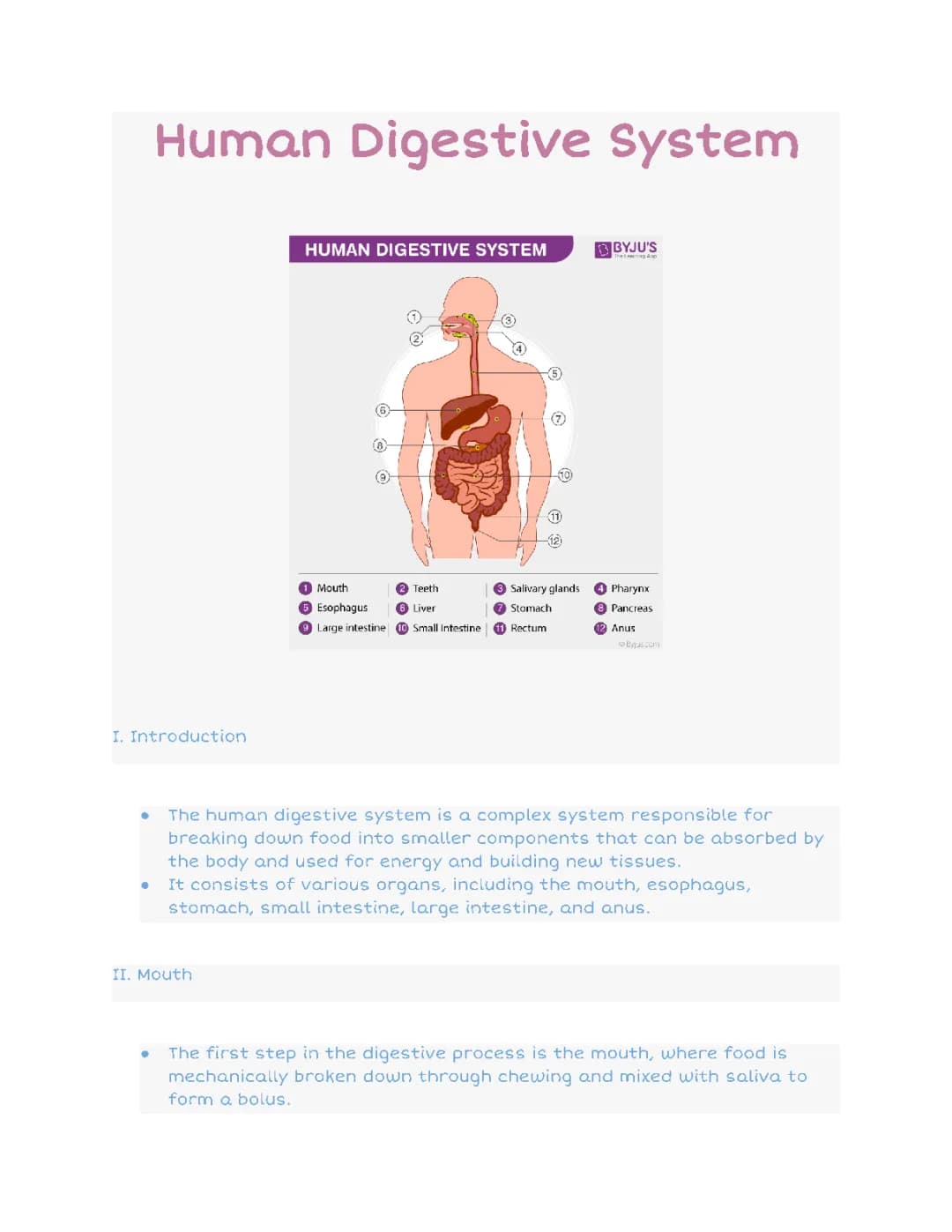 Human Digestive System