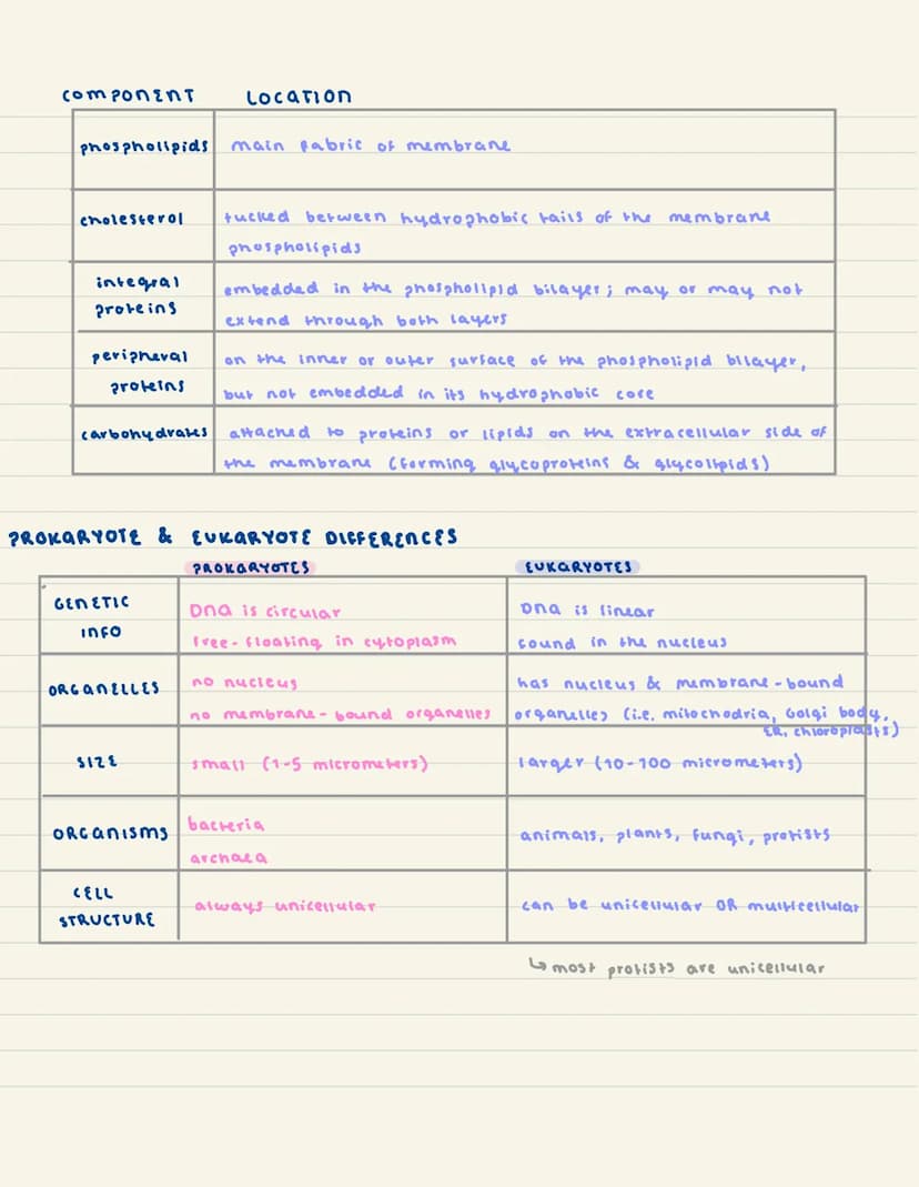 
<h2 id="introductiontoeukaryoticcells">Introduction to Eukaryotic Cells</h2>
<p>Eukaryotic cells have various specialized organelles to car