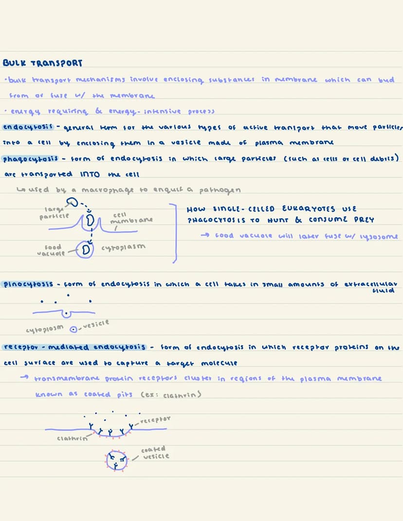 
<h2 id="introductiontoeukaryoticcells">Introduction to Eukaryotic Cells</h2>
<p>Eukaryotic cells have various specialized organelles to car