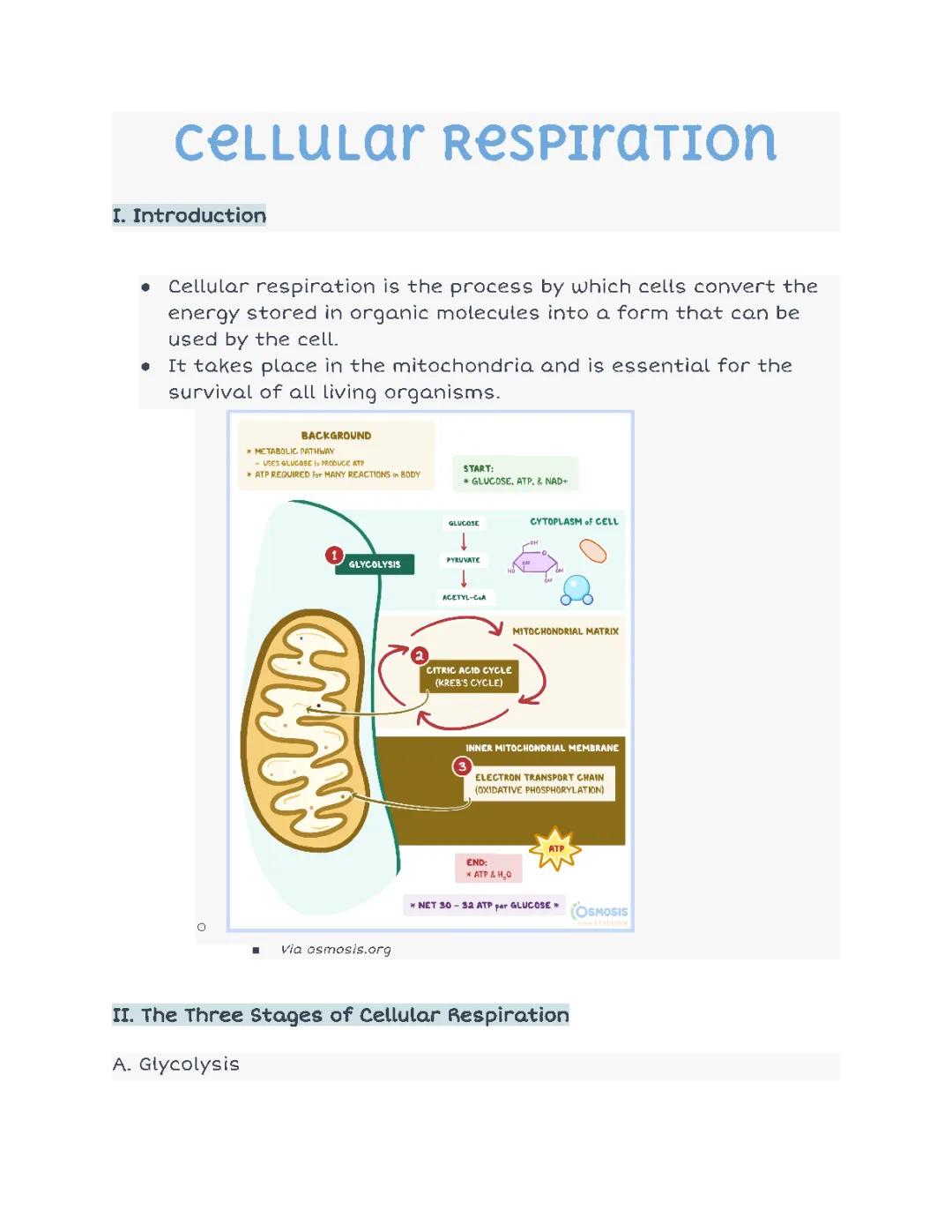 All About Cellular Respiration: Stages, Diagrams, and Equations