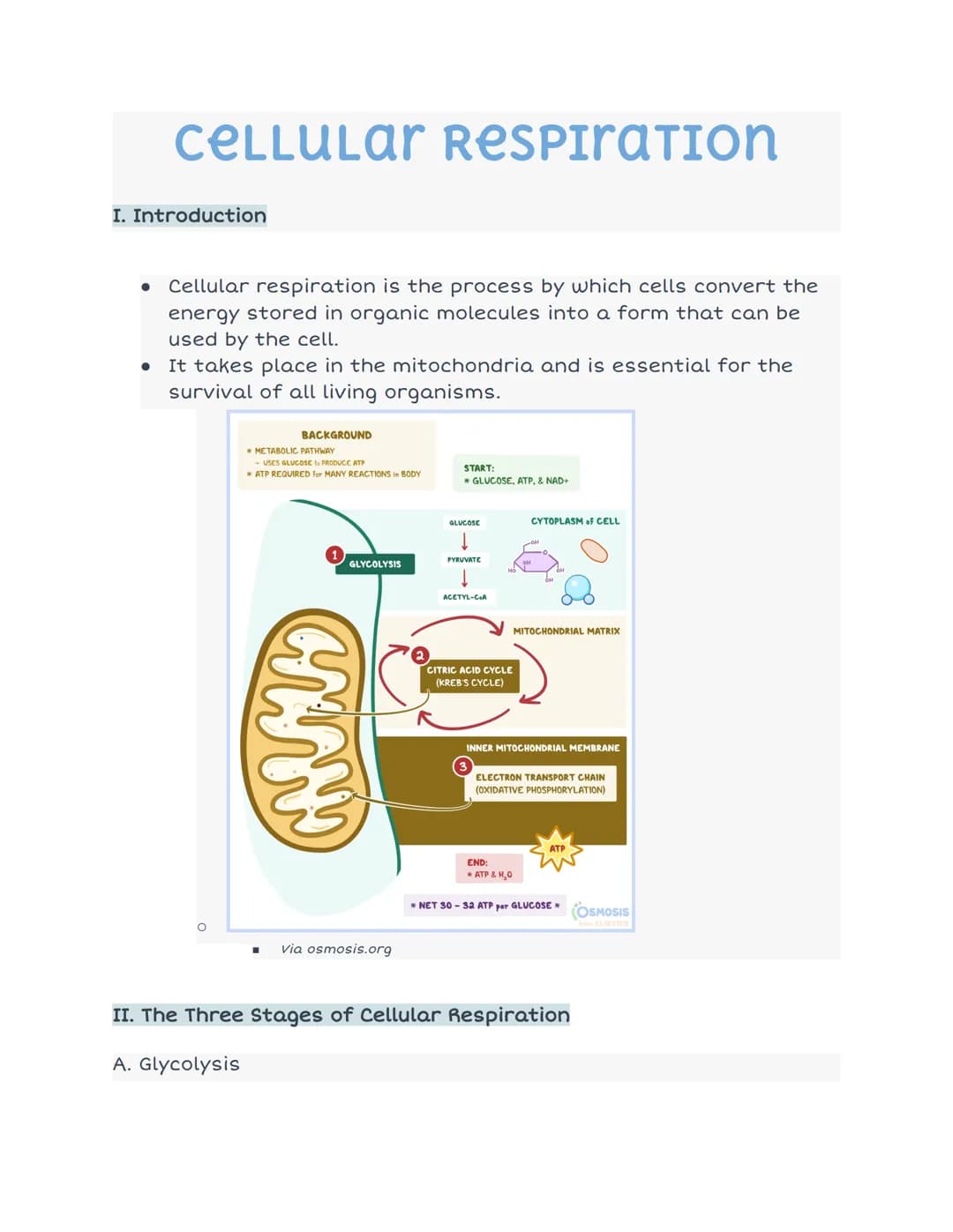 CELLULAR RESPIRATION
I. Introduction
● Cellular respiration is the process by which cells convert the
energy stored in organic molecules int